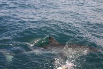 !!IMAGESOF!! South africa
