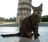 Pet-friendly Accommodation: B&Bs in Italy