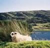 Ring of Kerry B&Bs