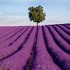 Provence Bed and Breakfasts