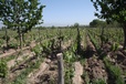 Mendoza - Wine capital of Argentina