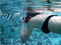 Thanks to their location in the heart of the Great Barrier Reef, the largest structure on the earth built by living organisms, there are many excellent snorkelling spots around the Whitsunday Islands.