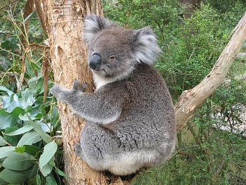 Click to View Australia