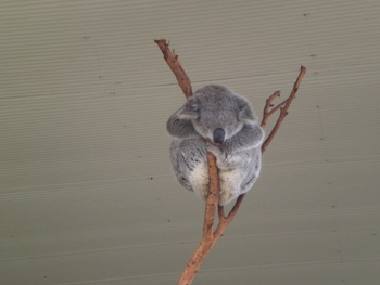 Click to View SYDNEY