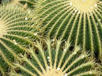 Click to View Kew Garden