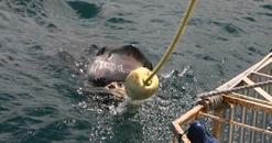 Cage goes in the water...