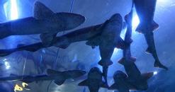 sharks